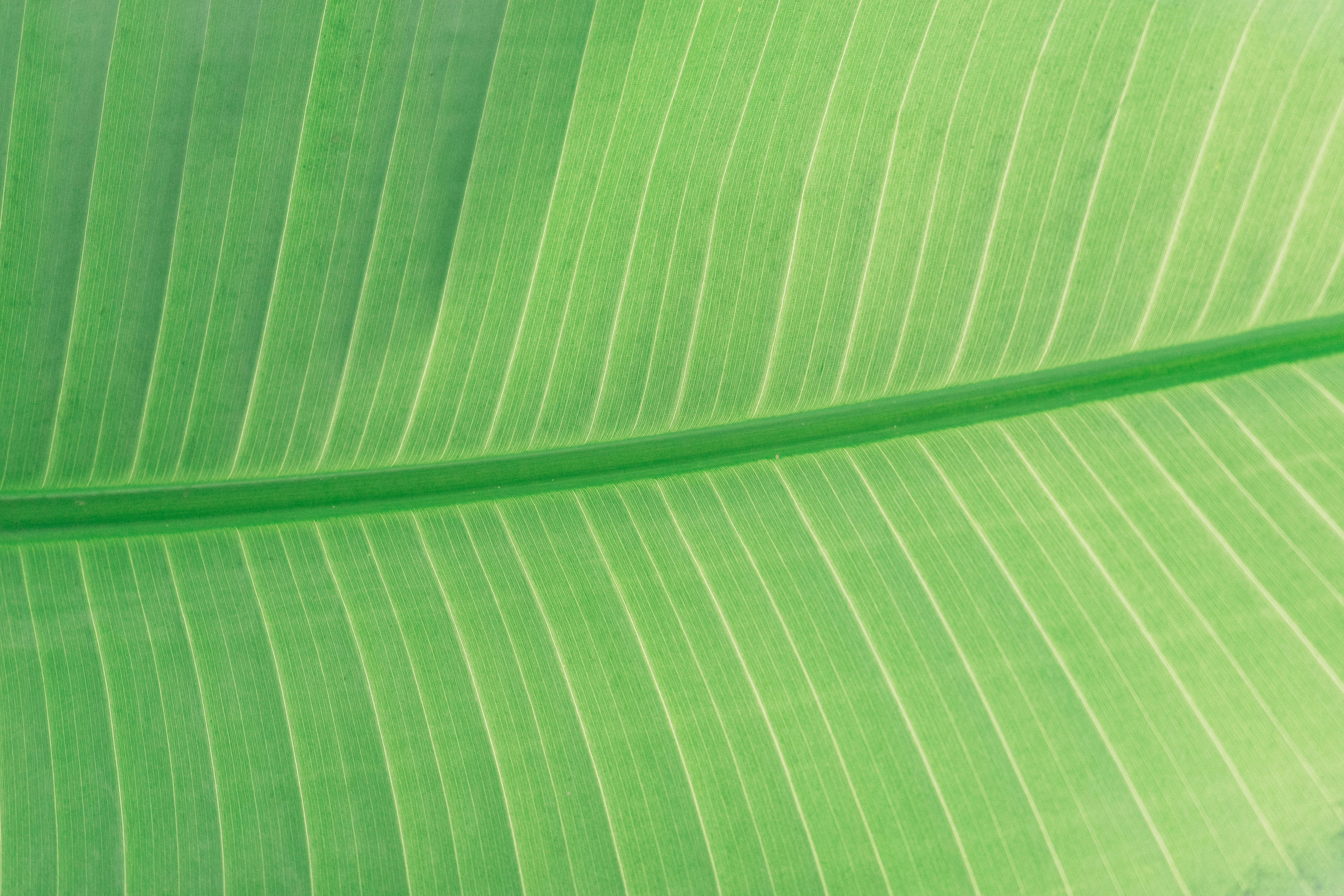 green leaf